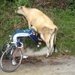 Milking Cyclists