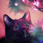 Christmas Cat meme