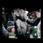 Drunk Chimp Beer Drinker
