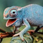 Guffaw chameleon. 