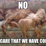 Chill Dog | NO I DON'T CARE THAT WE HAVE COMPANY. | image tagged in chill dog | made w/ Imgflip meme maker