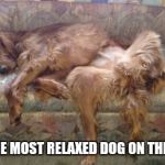 Chill Dog | HE IS...THE MOST RELAXED DOG ON THE WORLD. | image tagged in chill dog | made w/ Imgflip meme maker