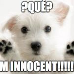 What?

I'm Innocent | ?QUÉ? I'M INNOCENT!!!!!!! | image tagged in fur babies | made w/ Imgflip meme maker
