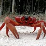 Xmas Crab
