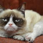 grumpy cat laying meme