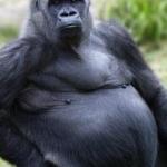 Fat gorilla  meme