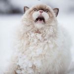 Scared Cat | NO! NOT MORE SNOW! | image tagged in scared cat | made w/ Imgflip meme maker