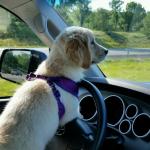 Golden Retriever Driving