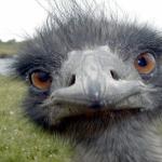 angry_emu