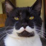 Stalin cat
