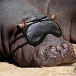 Sleeping Hippo