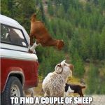 AnimalsRawsome | WHEN YOU WENT ON A HIKE AND CAME BACK TO YOUR CAR TO FIND A COUPLE OF SHEEP DEFYING GRAVITY AND USING YOUR CAR AS A CLIMBING WALL | image tagged in animalsrawsome | made w/ Imgflip meme maker