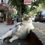 CAT RELAX