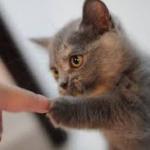 kitten fist bump