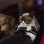 Grumpy Cat Driving meme