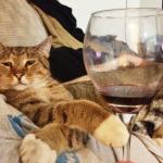 Wine Cat meme