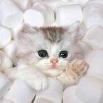 Marshmallow Cat meme