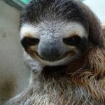 Pedo Sloth
