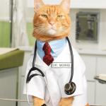 Cat Doctor