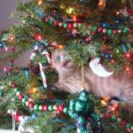 christmas tree cat meme
