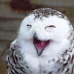 owl happy