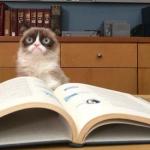 Grumpy Cat Studying