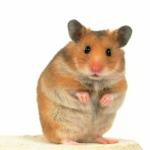 hamster stand