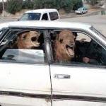 Camels In Car