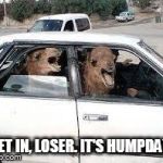 Camels In Car | GET IN, LOSER. IT'S HUMPDAY! | image tagged in camels in car | made w/ Imgflip meme maker