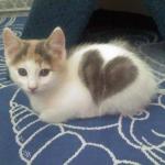 cute cat heart