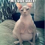 Super Pregnant Cat | DON'T TALK ABOUT MY DUE DATE | image tagged in super pregnant cat | made w/ Imgflip meme maker