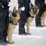 police dogs