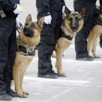 police dogs meme