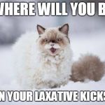 Snow Cat | WHERE WILL YOU BE WHEN YOUR LAXATIVE KICKS IN? | image tagged in snow cat | made w/ Imgflip meme maker