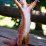 Praying Squirrel meme