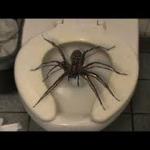spider toilet meme