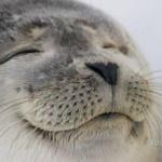 Happy Seal meme
