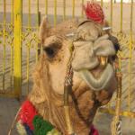 Sarcastic Camel