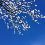 winter tree limb with snow