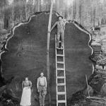 redwood logger