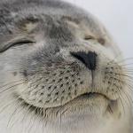 Awesome feeling seal