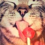Cat Lollipop meme