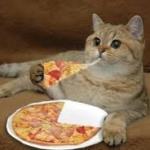 cat eats pizza