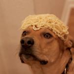 Thinking Spaghetti Dog