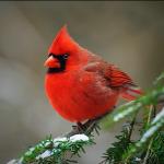 Gaycardinal
