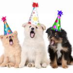 happy birthday puppies meme