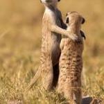 meerkat couple