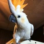 Cockatoo