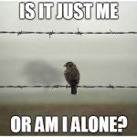 Lonely Bird | IS IT JUST ME OR AM I ALONE? | image tagged in lonely bird | made w/ Imgflip meme maker