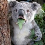 surprised koala is surprised